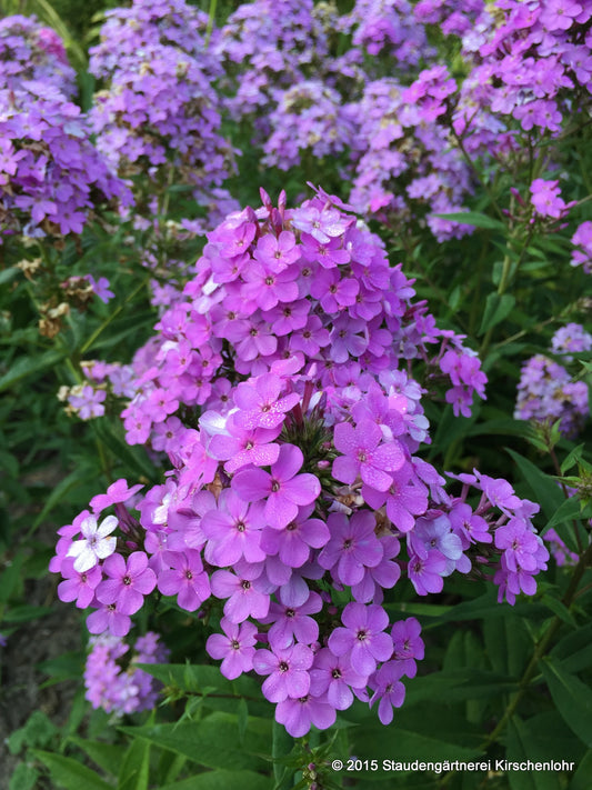 Phlox paniculata 'Hesperis'