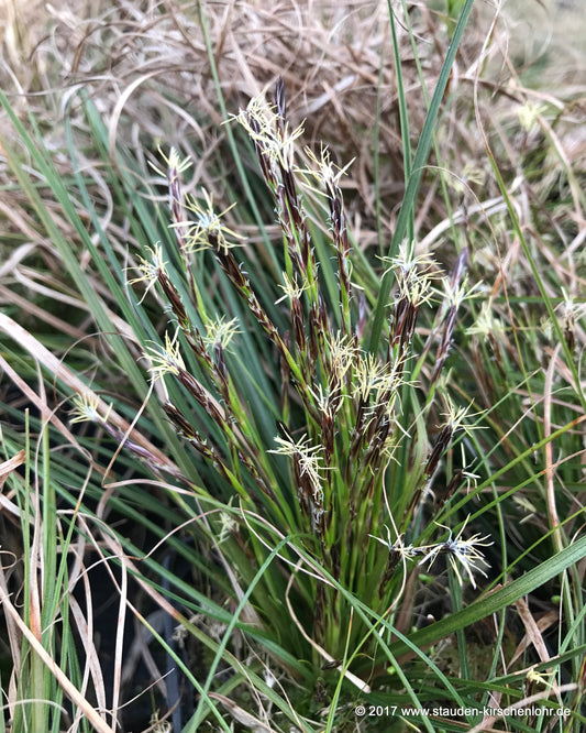 Carex morrowii