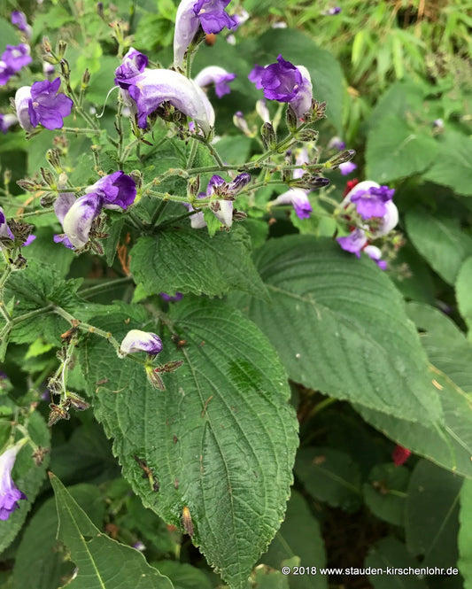 Strobilanthes atropurpureus 'Speyerer Passion'