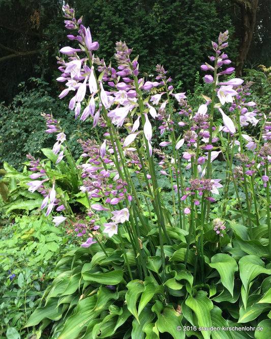Hosta 'Harry van Trier'