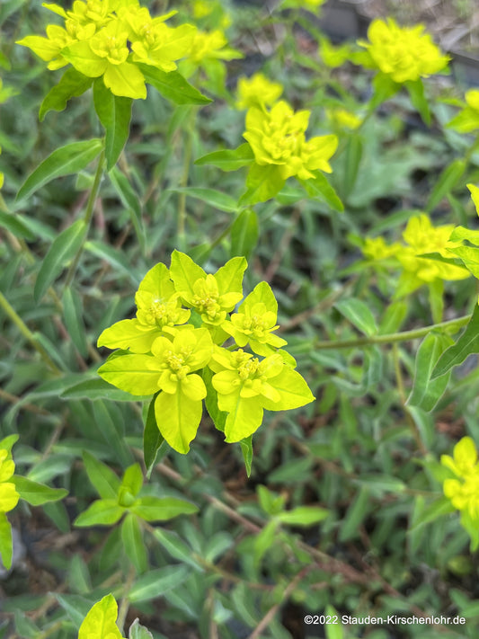 Euphorbia flavicoma