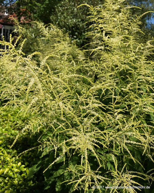 Aruncus sinensis 'Rosengarten Zweibrücken'