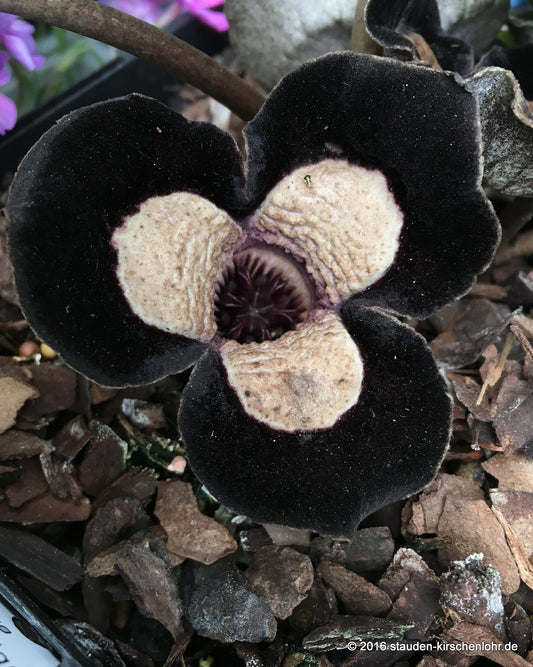Asarum maximum 'Giant'