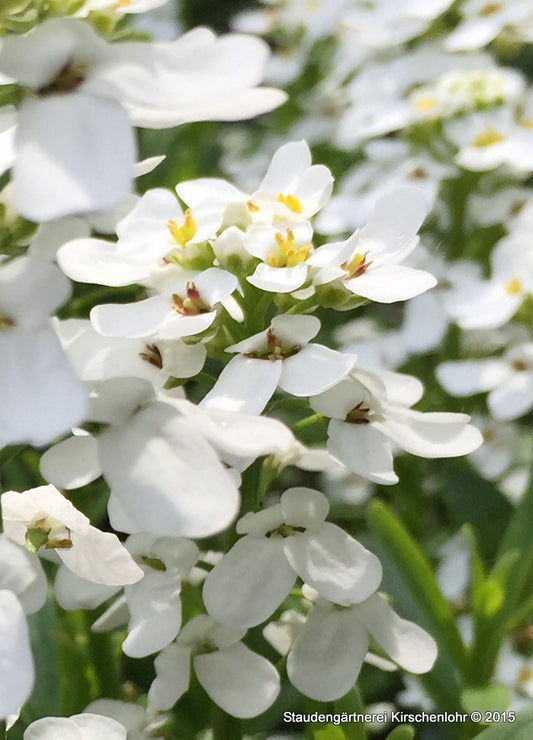 Iberis sempervirens 'Elfenreigen'