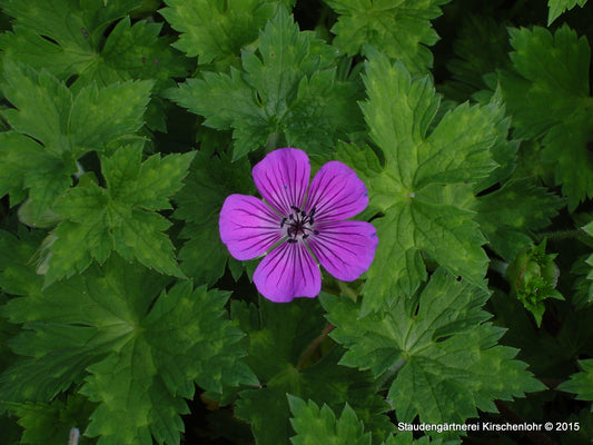 Geranium 'Pink Penny' ®
