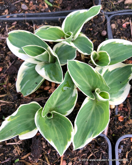 Hosta 'Country Mouse'