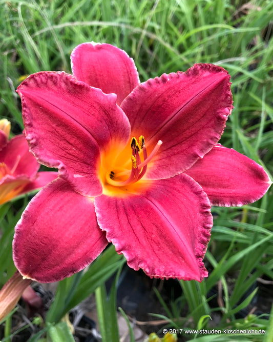 Hemerocallis 'Himbeereis'