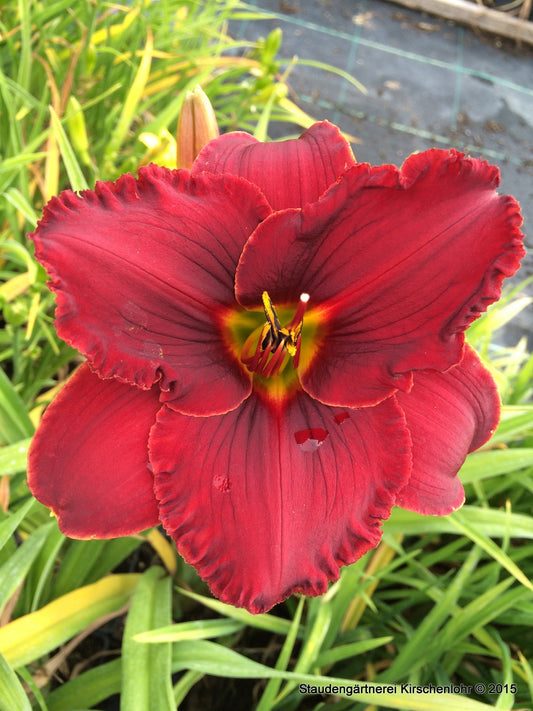 Hemerocallis 'Graal'