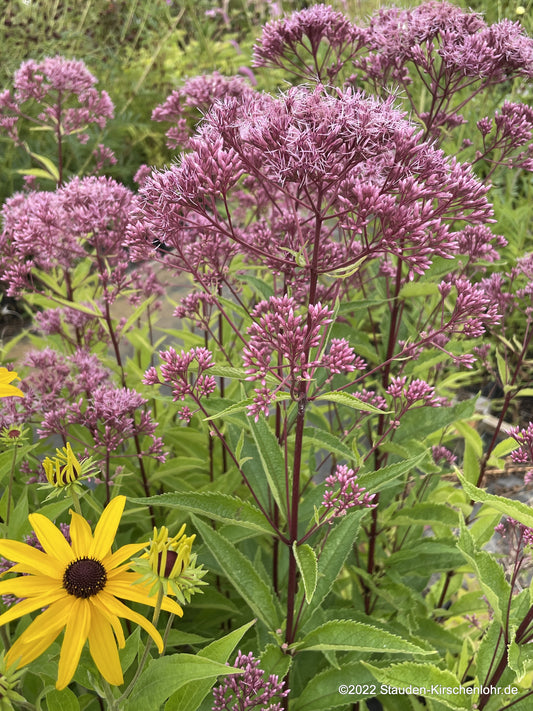 Eutrochium fistulosum 'Purple Bush' (Eupatorium)