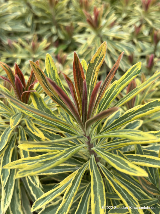 Euphorbia x martinii 'Ascot Rainbow' ®