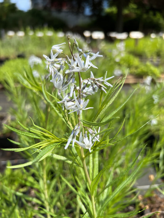 Amsonia 'Halfway to Arkansas'