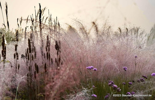 Muhlenbergia reverchonii