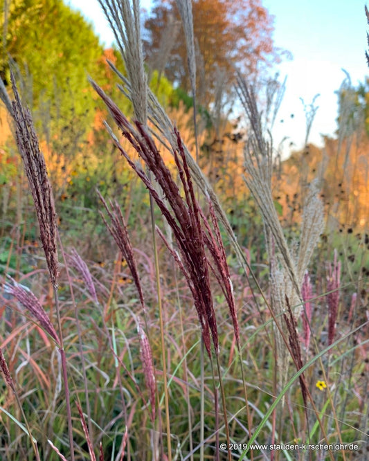 Miscanthus sinensis 'Red Chief'