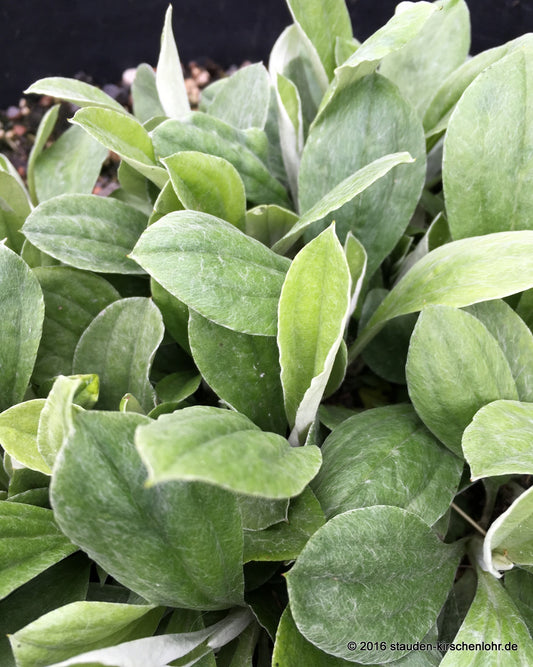 Antennaria plantaginifolia