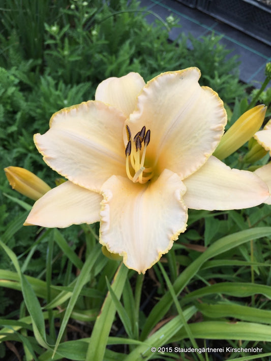 Hemerocallis 'Creme Explosion'