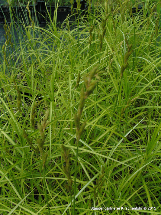 Carex muskingumensis 'Silberstreif'