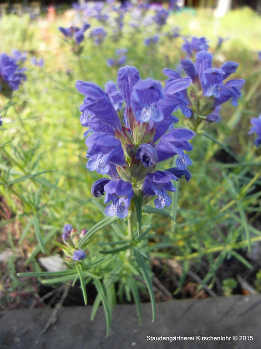 Dracocephalum ruyschiana