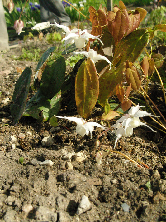 Epimedium 'Arctic Wings' ®