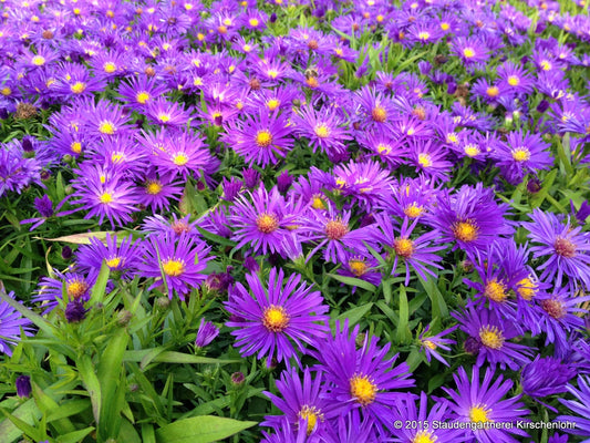 Symphyotrichum dumosum 'Augenweide'