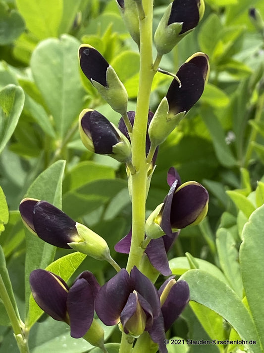 Baptisia 'Grape Taffy' ®