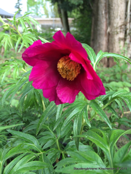 Paeonia anomala ssp. veitchii (Sichuan Type) NIS