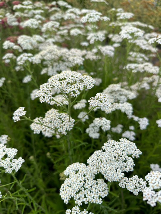 Achillea 'Schneetaler'