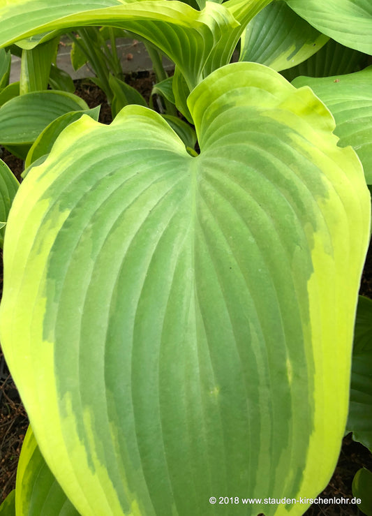 Hosta 'Victory' ®