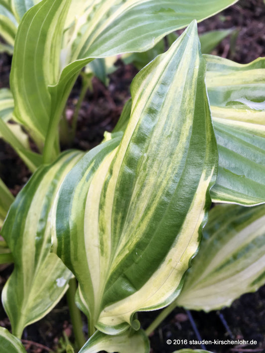 Hosta 'Swirls'