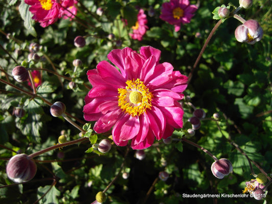 Anemone (Autumn Double Group) 'Pamina'