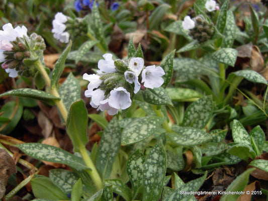 Pulmonaria 'Ocupol'