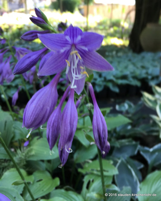 Hosta 'Tardiflora' x ventricosa [Typ Dr. Simon]