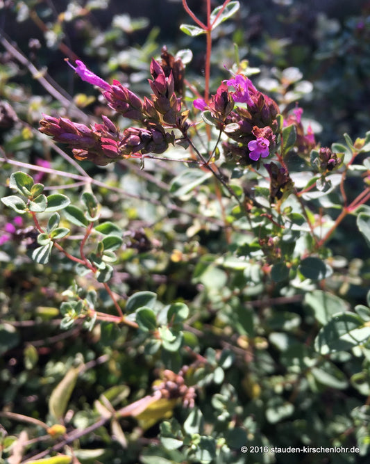 Origanum 'Hopleys'