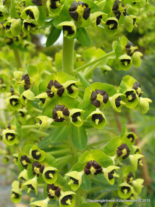 Euphorbia characias subsp. characias 'Black Pearl'