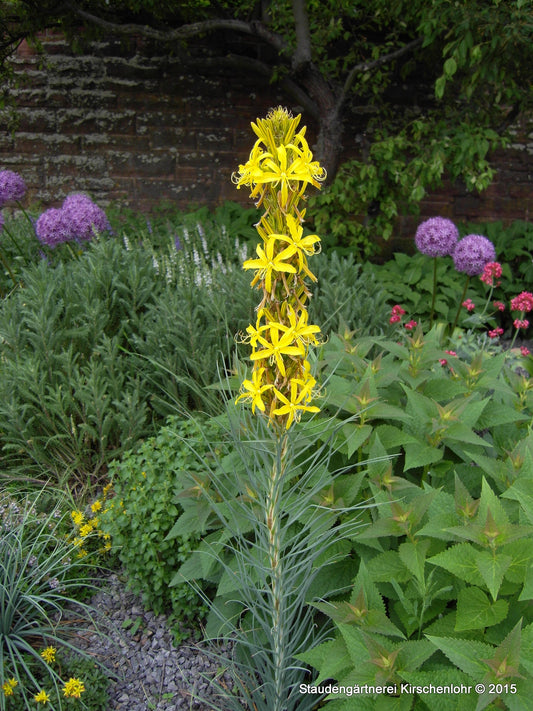 Asphodeline liburnica