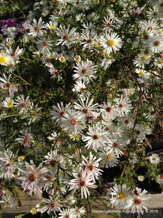 Symphyotrichum 'Oktoberlicht'