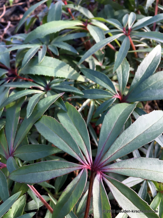 Helleborus foetidus 'Wester Flisk'