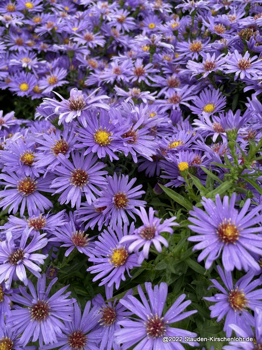 Symphyotrichum dumosum 'Blauer Gletscher'
