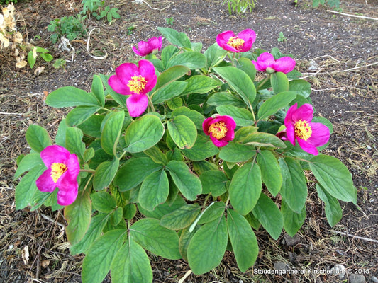 Paeonia daurica subsp. mlokosewitschii