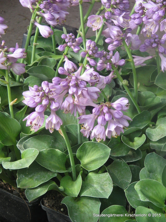Hosta 'Blue Mouse Ears'