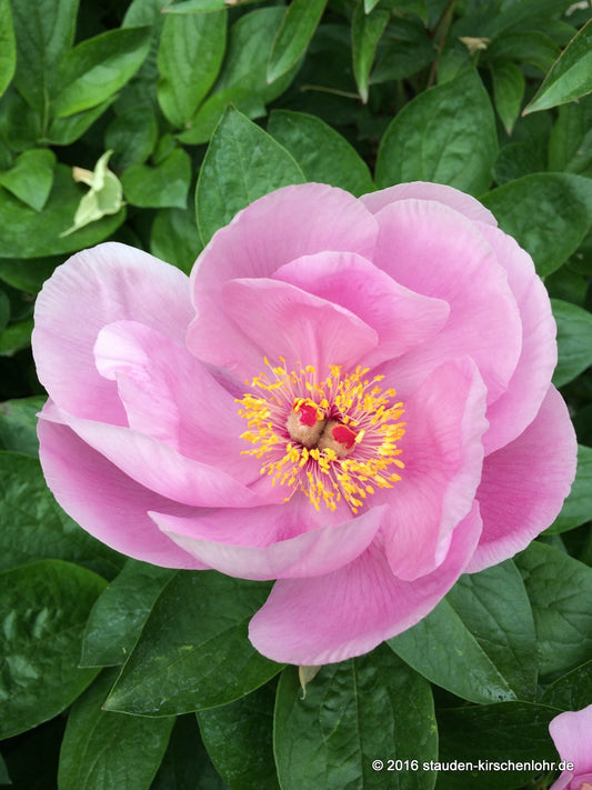 Paeonia 'May Lilac'