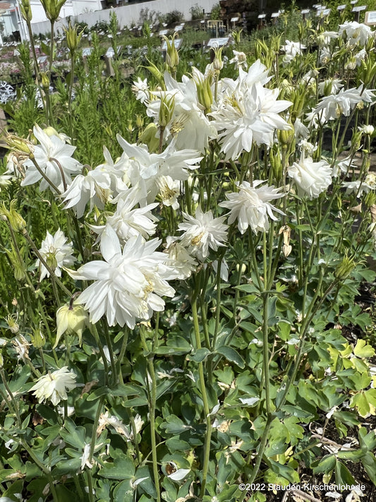 Aquilegia vulgaris 'White Barlow'
