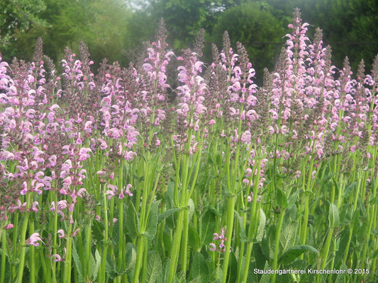 Salvia pratensis
