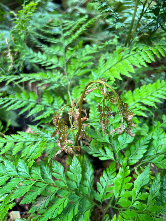 Arachniodes simulans (Chen Yi)  NIS