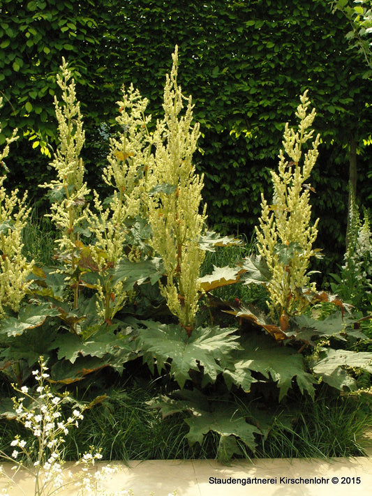 Rheum palmatum var. palmatum