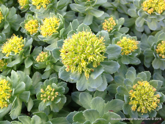 Rhodiola rosea
