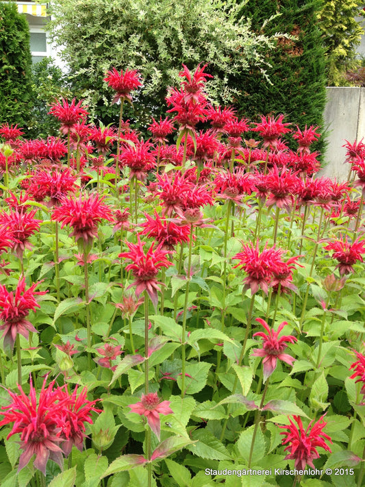 Monarda 'Gardenview Scarlet'