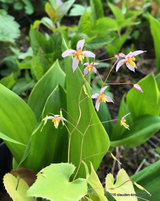 Epimedium elachyphyllum CC031480  NIS
