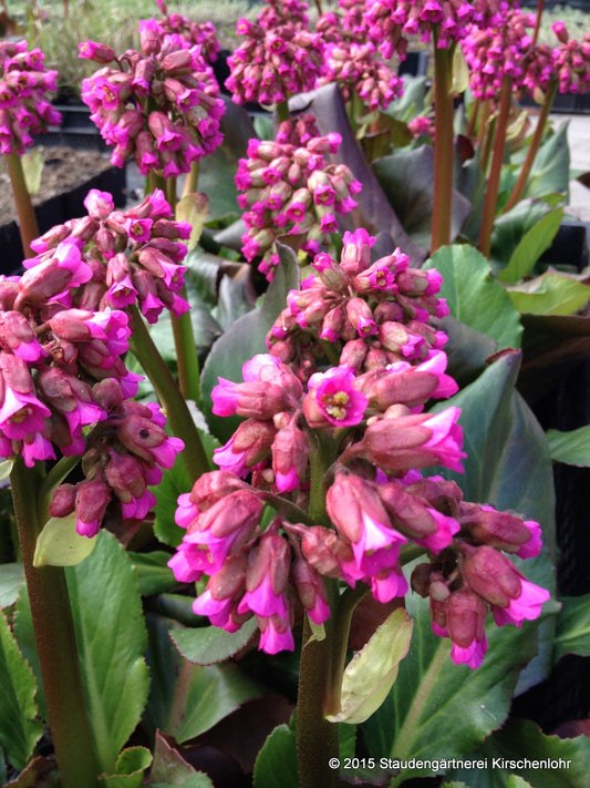 Bergenia 'Abendglocken'
