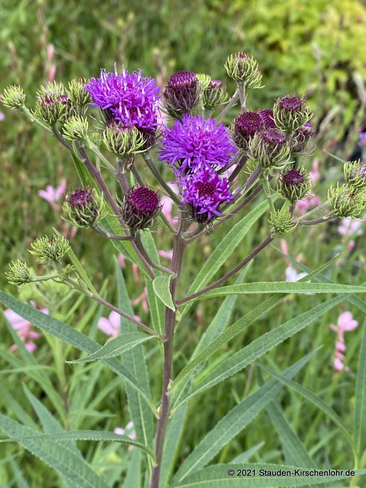 Vernonia arkansana  ["Rock Hill"]