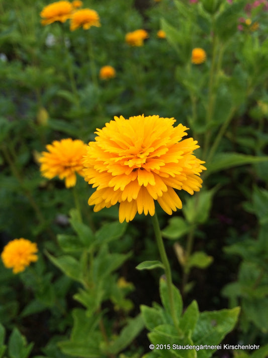 Heliopsis helianthoides 'Asahi'